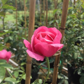 Hồng leo pháp Soeur emmanuelle