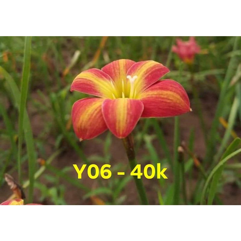 Củ huệ mưa ngoại Y06