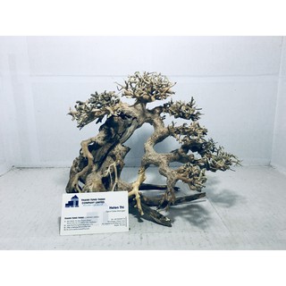 Lũa bonsai mini trang trí bể thủy sinh, cá cảnh BS05