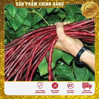 Hạt giống đậu đũa đỏ LUCKY SEEDS - 3gr