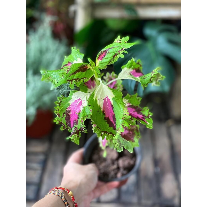 Cây Coleus Green Pink (Cây Lá Gấm Xanh Hồng) chậu nhựa