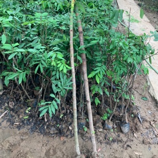 Cây sake giống