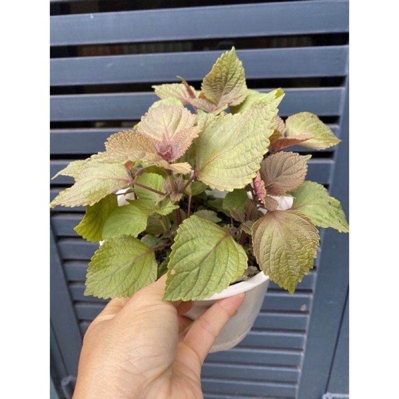 Cây tía tô Nhật