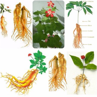 Hạt giống Nhân sâm Hàn quốc (10 hạt)