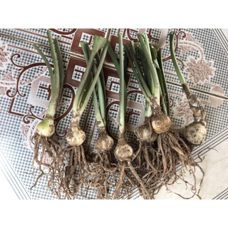 Củ hoa ngọc trâm ( có 2 size cho KH lựa chọn )