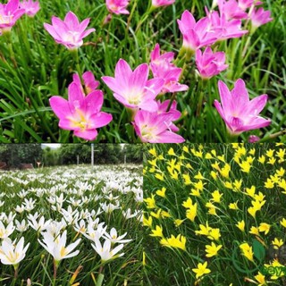 Củ huệ mưa tóc tiên có rễ 10 củ