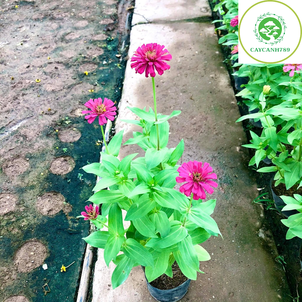 Cây cúc lá nhám hay Cây hoa cánh giấy, hoa duyên cúc, bách nhật, cúc zinnia (Ảnh thật)