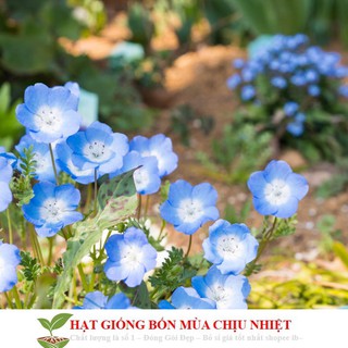 Gói 20 Hạt Giống Hoa Tình Yêu - BABY BLUE ĐẾN MÙA TRỒNG TẾT luckyseed hạt siêu rẻ