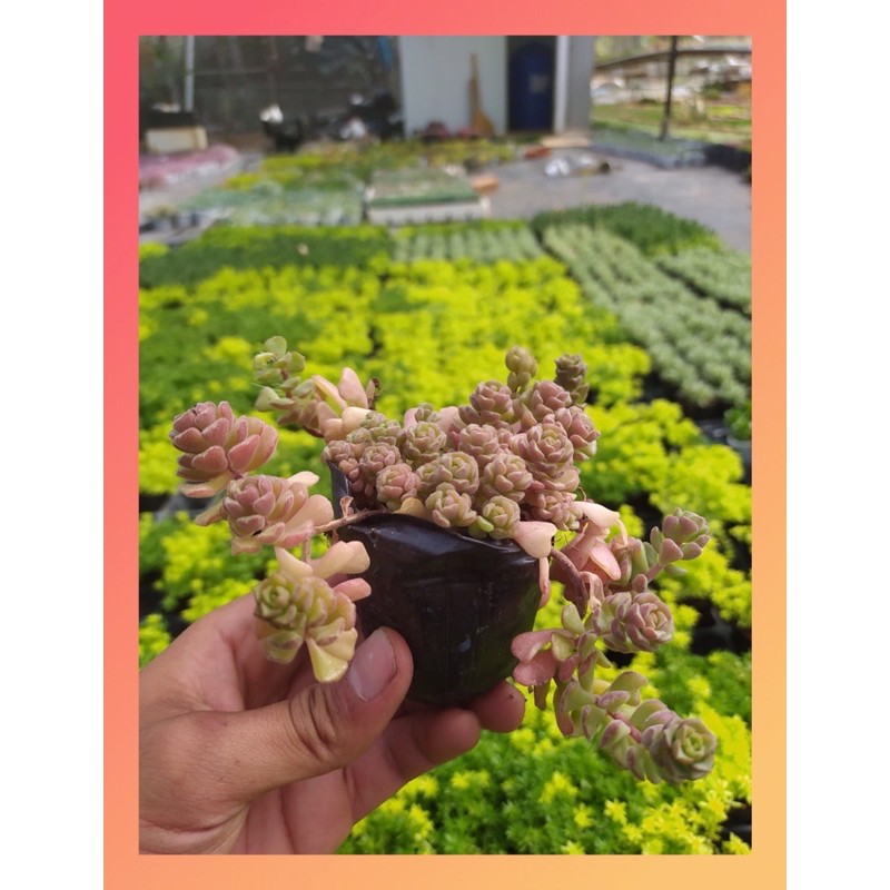 Sen đá sedum hoa hồng pháp Đà Lạt size bé cây cảnh trang trí nhà cửa Lolita garden