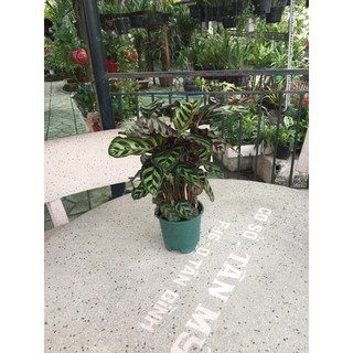 Đuôi công Loại lớn