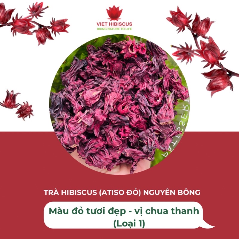 Trà hoa atiso đỏ (Hibiscus, bụp giấm) hạ huyết áp, ngủ ngon