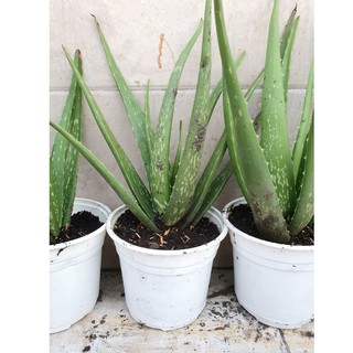 🟧Chậu Cây [Nha Đam] sẵn y hình