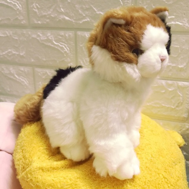 Gấu của a khoa mai