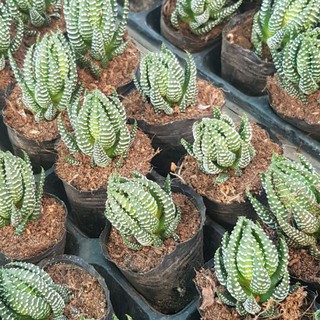 Cây Móng rồng cúp