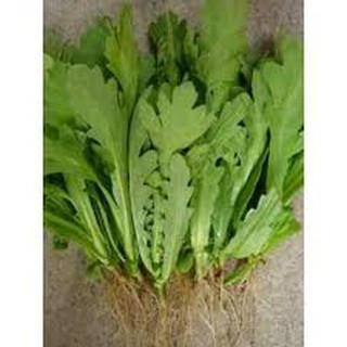 < SALE SỐC >>> HẠT GIỐNG RAU CẢI CÚC NẾP