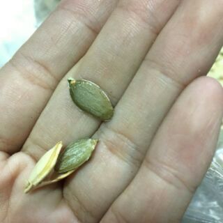 500g hạt bí chín rang củi