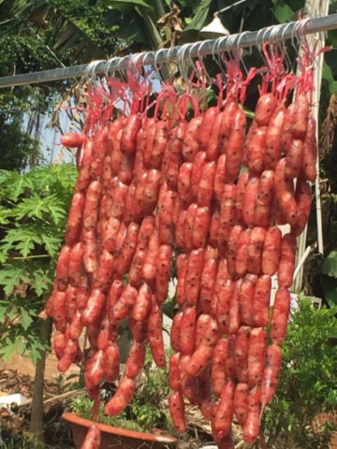 Ruột heo muối 20 mét - Nguyên liệu làm lạp xưởng xúc xích, Nguyên liệu từ 100% ruột heo tươi