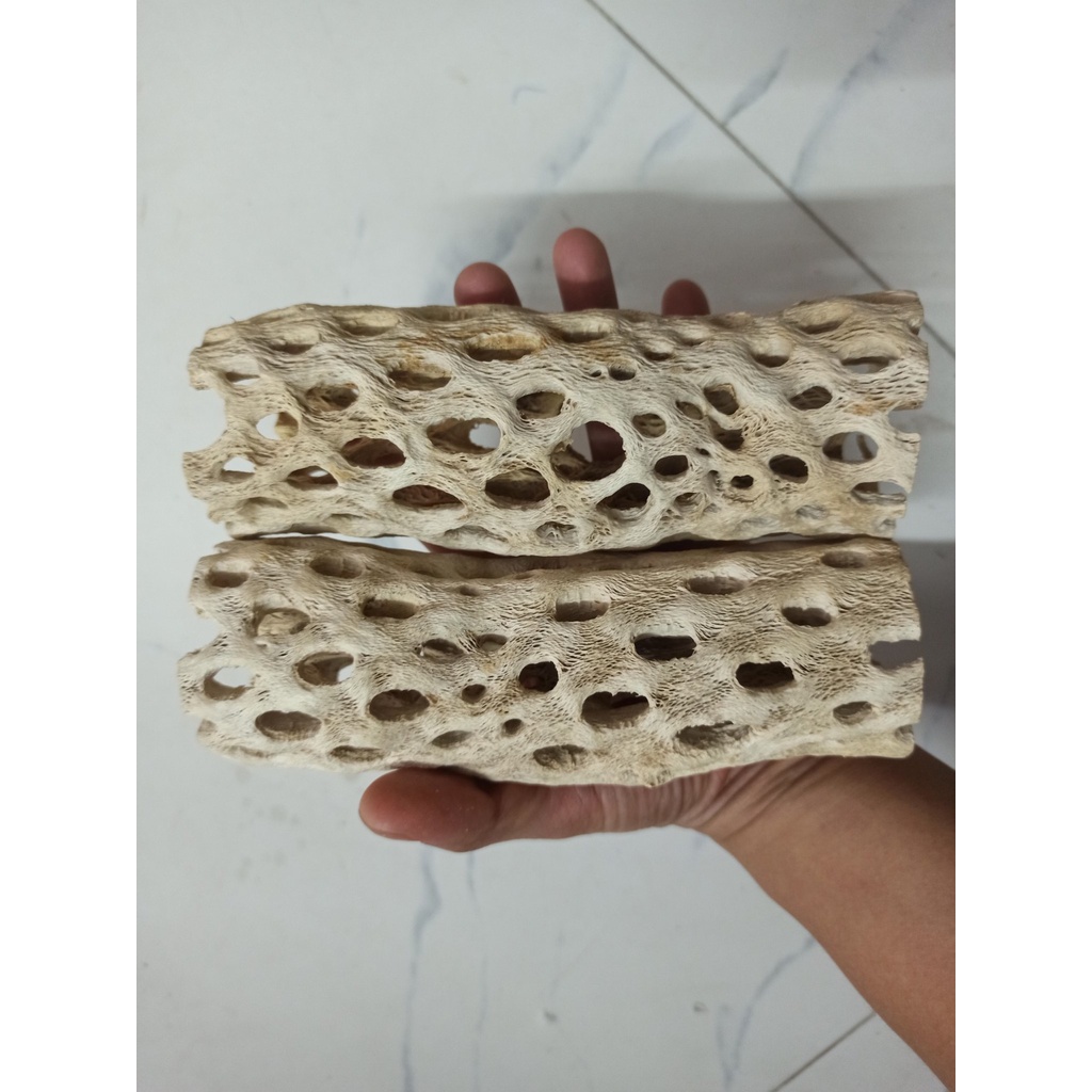 Lũa Teddy Bear Cholla Cho Tép Cảnh -Cholla Teddy Bear - Lũa Xương Rồng Rỗng Ruột Size Lớn - Trang Trí hồ tép-shopleo