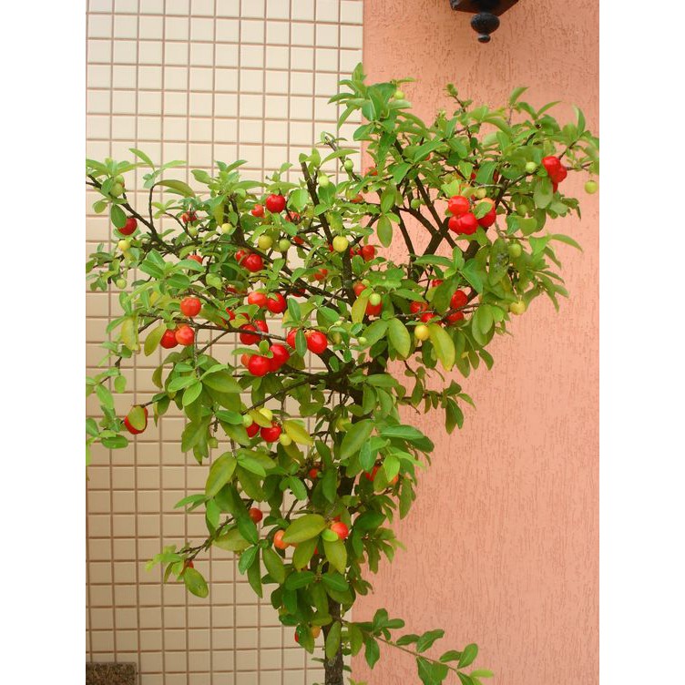 CÂY CHERRY MỸ