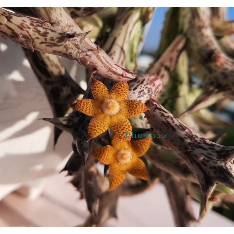 Sao biển Orbea Schweinfurthii