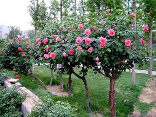Cây hoa hồng cổ sapa-siêu đẹp