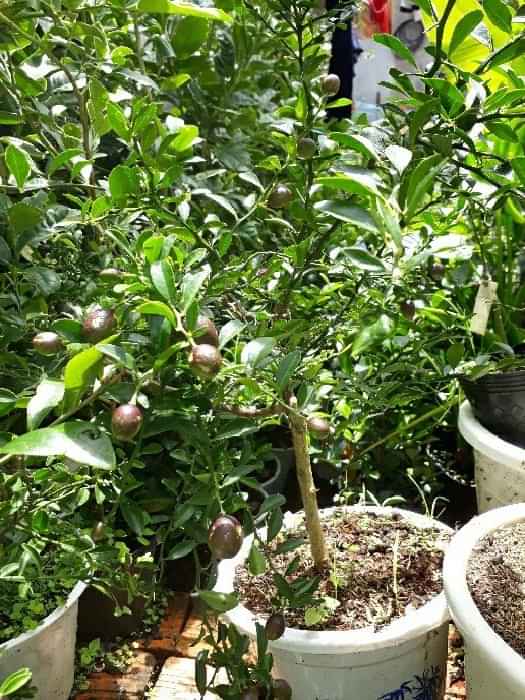 Cây chanh đỏ Úc.... 6 tháng cho trái