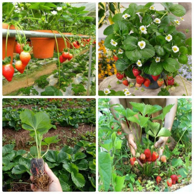 Hạt giống Dâu Tây Đỏ Chùm F1  luckyseed hạt siêu rẻ