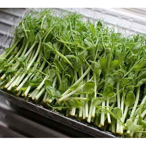 Hạt giống rau mầm đậu hà lan dễ trồng ăn ngon không chất bảo quản Tặng kèm hướng dẫn trồng