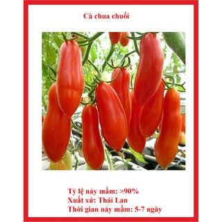 Hạt giống cà chua chuối gói 30 hạt