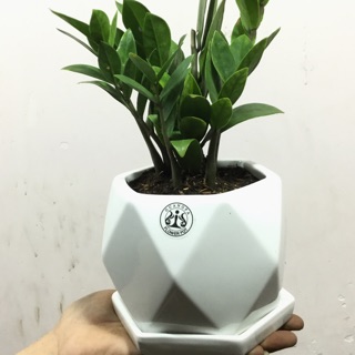 KIM TIỀN THÁI ĐỂ BÀN - CÂY PHONG THUỶ