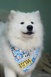 Khăn yếm hoạt hình cute cho Cún