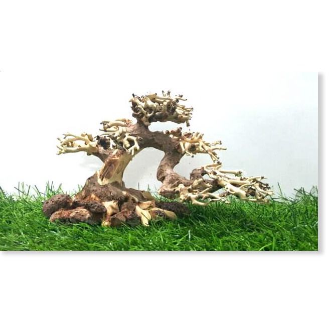 Lũa bonsai cấy rêu ôm đá(D17- C10) - [ Xưởng Thủy Sinh TS Online37 ]
