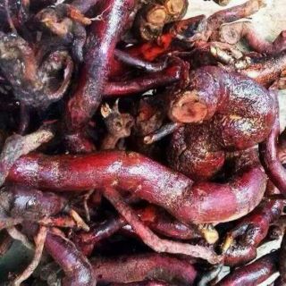1KG  DỄ CÂY MÚ TỪN