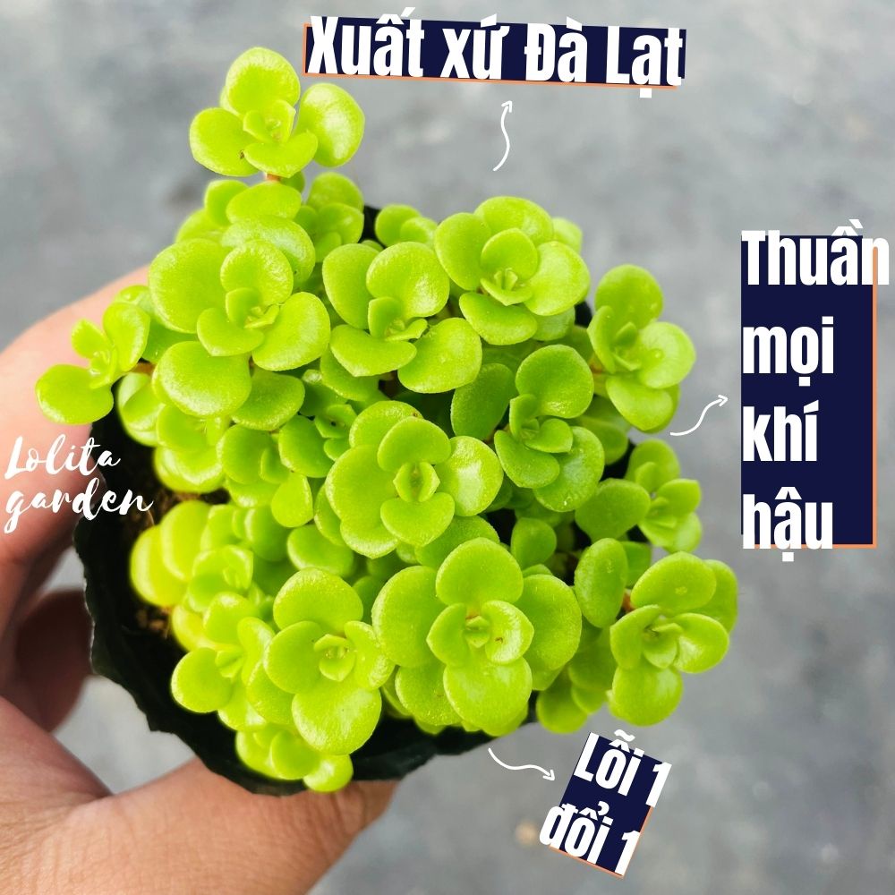 SEN ĐÁ SEDUM VẢY CÁ SIZE BÉ, HÀNG ĐÀ LẠT, SIÊU XINH SIÊU KHỎE, LỖI 1 ĐỔI 1