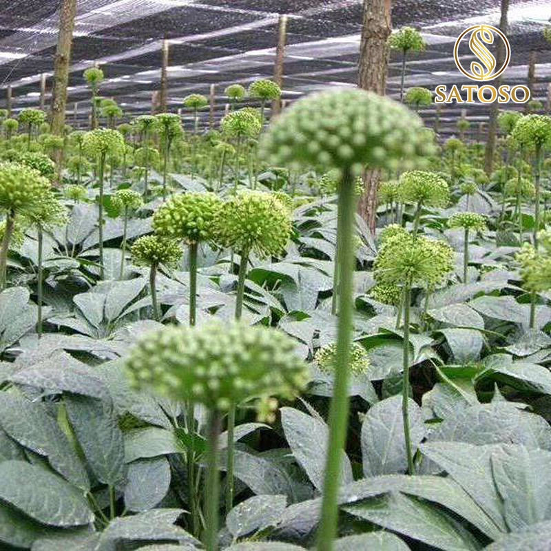 Nụ hoa tam thất khô tốt cho sức khỏe SATOSO 100g SA04