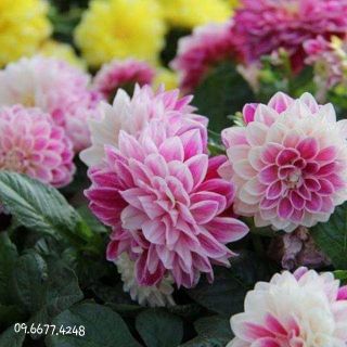 Hạt giống hoa thược dược