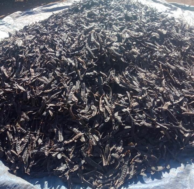 Bồ kết khô 500g ( mùa mới 2021) | BigBuy360 - bigbuy360.vn