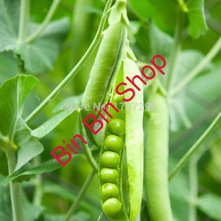 HẠT GIỐNG ĐẬU HÀ LAN