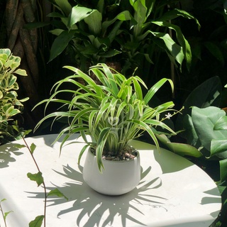Cây Cỏ Lan Chi để bàn - Cây Dây Nhện
