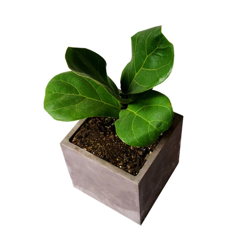 Khuôn Silicone Làm Chậu Hoa / Cây Mọng Nước 12cm Diy