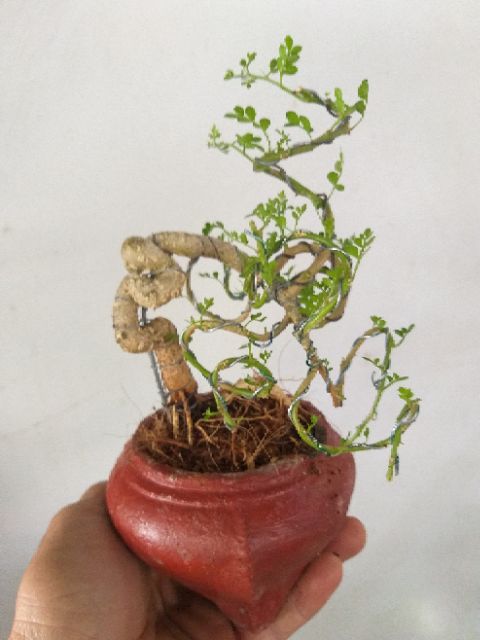 Cây Cần Thăng bonsai để bàn