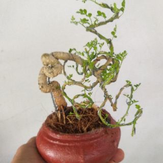 Cây Cần Thăng bonsai để bàn