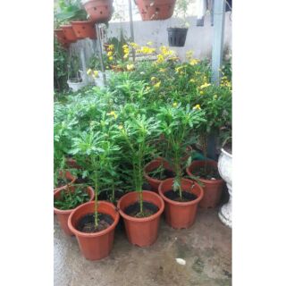 Cây giống Cúc thân gỗ