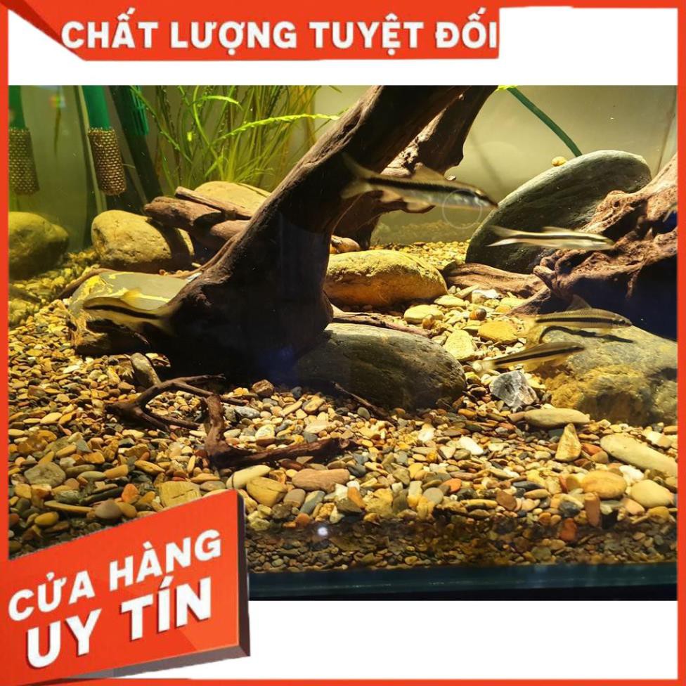 [Gía hủy diệt] Sạn suối thiên nhiên trải nền bể cá 1 kg