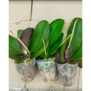 Combo 5 cây lan hồ điệp đại đang ngồng nụ mập ú