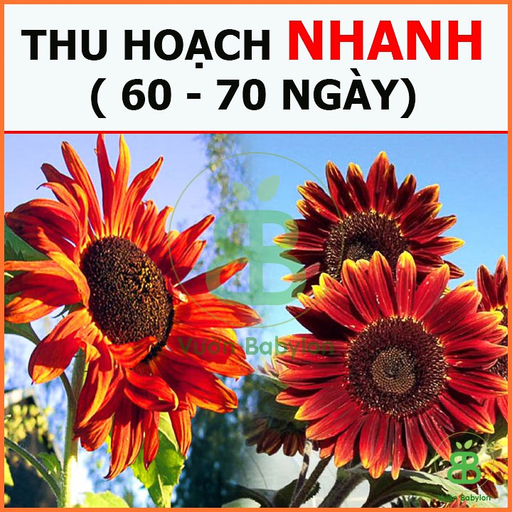 Hạt Giống Hoa Hướng Dương Đỏ Gói 10 Hạt