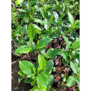 1 cây mít tố nữ 0775599196