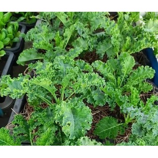 Đậu Bắp 200g