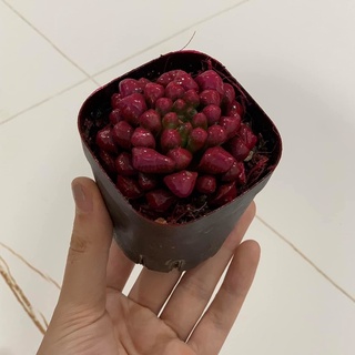 Sen ngọc (Sen đá kim cương) nhiều màu