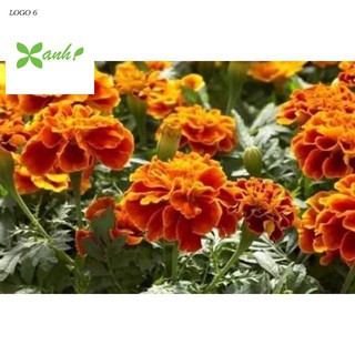 HẠT GIỐNG CÚC VẠN THỌ ONG LỬA gói 50 hạt
